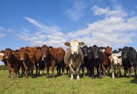 Government lifts livestock ban