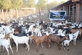 Gift of the Givers Foundation distributes Goats to Muslims