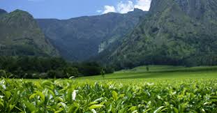 Mulanje Police hunt Assailants of Woman in Limbuli Tea Estate