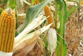 DoDMA warns Malawians against selling unharvested Crops